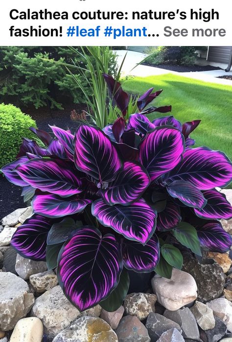 Calathea Couture, Purple Tips, Future Garden, Birthday Party Centerpieces, Plant Ideas, Pot Plant, Flower Art Images, Party Centerpieces, Exotic Flowers