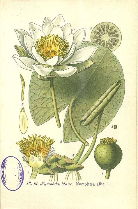 266530 Nymphaea alba L. / Masclef, A., Atlas des plantes de France, vol. 2: t. 19 (1890) Illustration Botanique Vintage, Illustration Botanique, Botanical Illustration Vintage, Scientific Illustration, Plate Art, Illustration Vintage, Art Et Illustration, Botanical Drawings, Art And Illustration