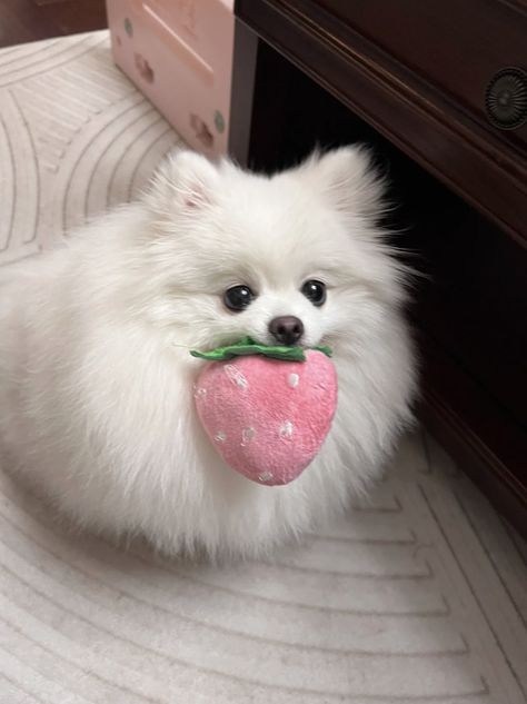 Cute Fluffy Puppies, Cutee Animals, Cute Pomeranian, Fluffy Puppies, Really Cute Dogs, Dog People, Super Cute Animals, Silly Dogs, Pomeranian Dog