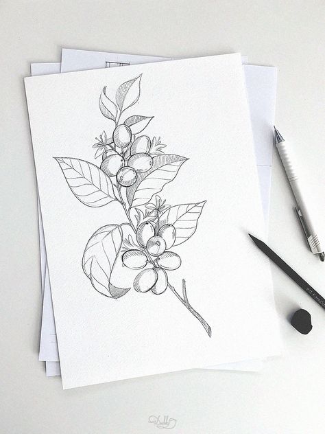 Coffee Bean Tree Tattoo, Coffee Plant Watercolor, Coffee Plant Sketch, Coffee Bean Plant Drawing, Coffee Berry Tattoo, Coffee Bean Plant Tattoo, Coffee Plant Tattoo Minimalist, Coffee Tree Tattoo, Coffee Branch Tattoo