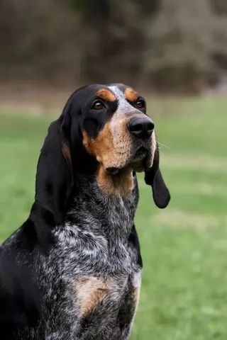 205+ Cool Coonhound Dog Names of 2020 9 Bluetick Beagle, Blue Tick Coonhound, Blue Tick Hound, Blood Hounds, Coonhound Puppy, Coon Hunting, Blue Tick, Hound Breeds, Redbone Coonhound