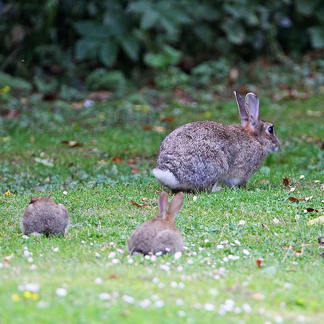 Big and little bunnies Wild Rabbits, Baby Rabbits, Rabbit Artwork, Rabbit Drawing, Wild Rabbit, Rabbit Art, Bunny Rabbits, Bunny Art, Pet Rabbit