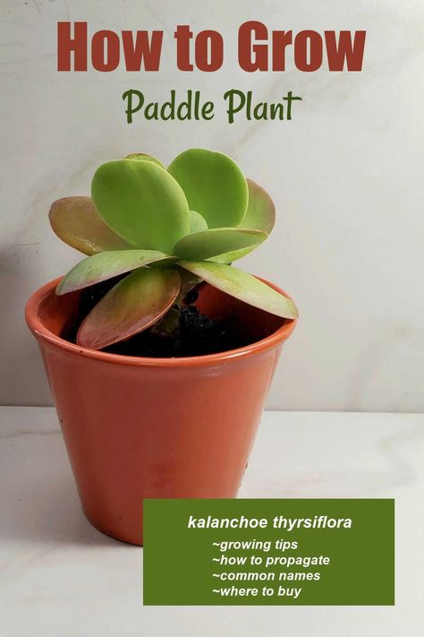 Kalanchoe thyrsiflora is an easy to care for succulent with paddle-shaped leaves which can have red tipped margins in the right light. It has the common names of paddle plant, desert cabbage and kalanchoe flapjacks. Get growing tips on The Gardening Cook. Paddle Plant Succulents, Flapjack Succulent, Flapjack Plant, Kalanchoe Luciae, Mother Of Thousands Plant, Kalanchoe Thyrsiflora, Kalanchoe Plant, Succulent Fertilizer, Paddle Plant