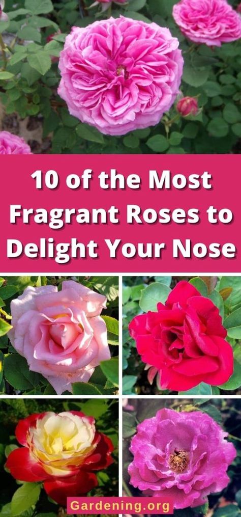 10 of the Most Fragrant Roses to Delight Your Nose