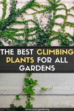 Outdoor Vines On Wall, Vine On Fence Climbing, Trellis Vines Wall, Front Of House Climbing Plants, Vine Covered Wall, Plants To Cover Wall, Wall Trellis Ideas Climbing Flowers, Outdoor Climbing Plants, Best Climbing Plants Trellis