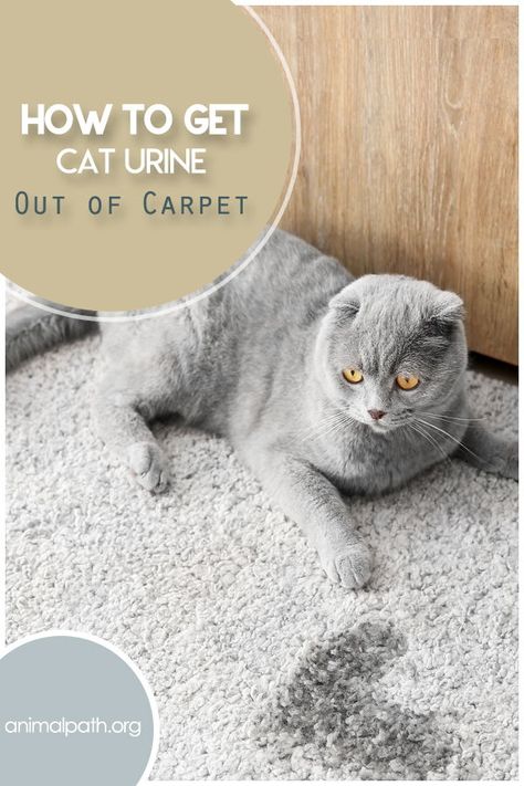 How To Get Cat Urine Out Of Carpet, Get Cat Pee Out Of Carpet, How To Get Cat Urine Smell Out Of Carpet, Remove Cat Pee From Carpet, How To Get Rid Of Cat Urine Smell Carpet, Cat Pee Smell Removal Carpets, Remove Cat Urine From Carpet, How To Clean Cat Pee Out Of Carpet, How To Clean Cat Urine Out Of Carpet