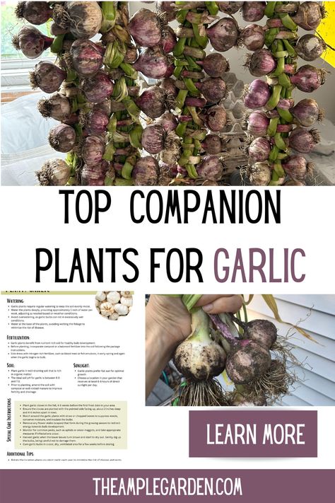 Discover the perfect companions for your garlic garden! Elevate your harvest with these top companion plants that not only complement the robust flavor of garlic but also enhance its growth.  Explore the synergy of garlic and its perfect plant partners on your journey to bountiful yields and culinary delights! Garlic Companion Planting, Garlic Companion Plants, Garlic Garden, Garlic Flower, Planting Garlic, Garlic Benefits, Japanese Beetles, Companion Plants, Powdery Mildew