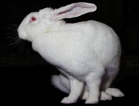 Flemish Giant, Rabbit Breeds, Large Rabbits, American Gothic, Ap Art, Silver Fox, White Rabbit, Art Festival, Beautiful Creatures