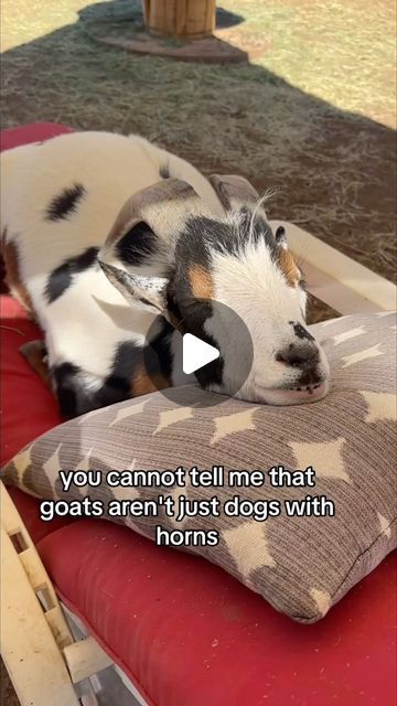 Hen Stefani on Instagram: "Oh Finny! 🥹😍

#goat #goatsofinstagram #veganfortheanimals" Funny Goats Videos, Funny Goat Video, Goat Sleeping, Goats Video, Baby Goat Funny, Goat Videos, Funny Goats, Funny Goat, Goats Funny