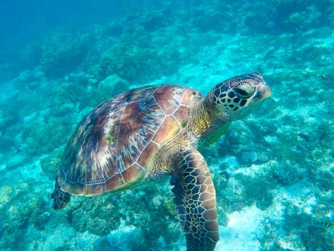 Sea Turtles: A unique experience in Costa Rica Costa Rica Sea Turtles, Water Turtle, Baby Sea Turtles, Turtle Swimming, Green Sea Turtle, Turtle Love, Green Turtle, Underwater Photos, Turtle Art