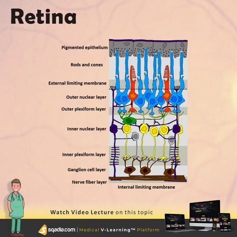 The cornerstone of this sqadia.com medical video lecture is retina. Retina receives the light, which is then converted into neural signals for visual recognition. When irregularity is observed in the retina, it leads to the visual problems or vision loss. Some of these problems can be congenital. This V-Learning™ lecture talks about the diseases of retina like discussed in a chapter of ¨Basic Ophthalmology¨ book. Layers Of Retina, Optical Coherence Tomography, Nerve Fiber, Medical Videos, Vision Loss, Human Eye, Medical Science, Nerve, Disease