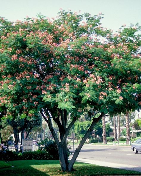 Albizia julibrissin, Silk Tree Albizia Tree, Mimosa Silk Tree, Betula Utilis Jacquemontii, Ombra Pergola, Robinia Pseudoacacia, Boom Belgium, Albizia Julibrissin, Mimosa Tree, Melica Altissima 'alba'