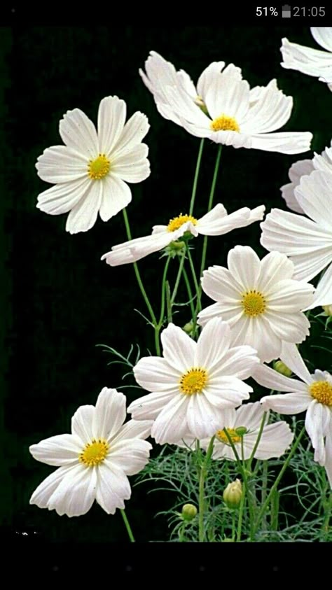 Garden Cosmos, White Cosmos, Cosmos Bipinnatus, Era Victoria, Hgtv Garden, Cosmos Flowers, Garden Angels, Moon Garden, Beautiful Flowers Wallpapers