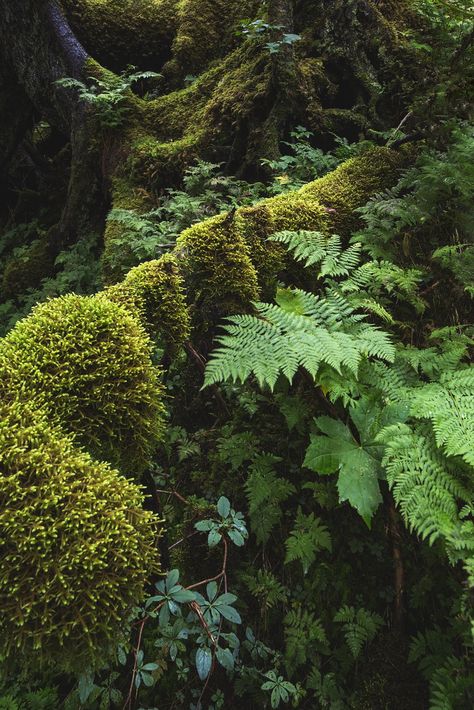 Diverse textures and shades of green in a moss-laden forest near Portage Glacier, Alaska... References Landscape, Moss Cottage, Vivarium Ideas, Rainforest Biome, California Redwoods, Fern Forest, Forest Retreat, Woodland Walk, Forest Walk