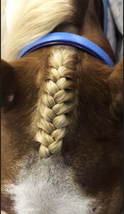 Horse Forelock Braid, Horse Hairstyles Braids, Horse Main Braiding, Horse Forelock Styles, Running Braid Horse, Braids For Horses Manes, Horse Mane Braids Tutorials, Braided Horse Mane, Horse Mane Braids Westerns