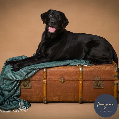 Labrador Photoshoot, Dog Studio Photoshoot, Lab Photoshoot, Puppy Photoshoot, Labrador Black, Smile Dog, Puppy Pics, Black Puppy, Dog Photoshoot