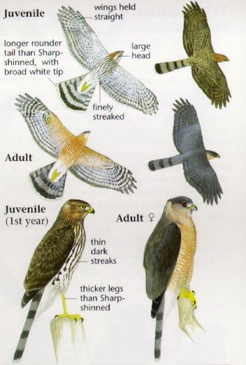 Cooper Hawk, Hawk Species, Coopers Hawk, Backyard Birds Watching, Sharp Shinned Hawk, Different Types Of Birds, Backyard Birds Sanctuary, Cooper's Hawk, Bird Facts