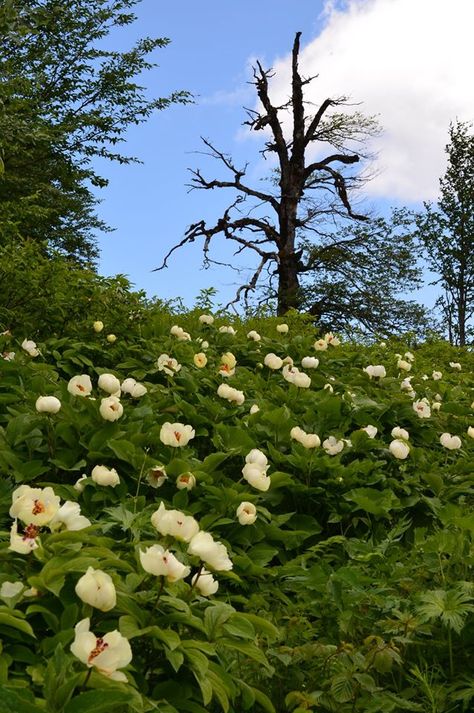 Paeonia wittmanniana in Georgia, Samegrelo Province – Copyright Ruslan Mishustin Yellow Peonies, Caucasus Mountains, Flower Farming, Caspian Sea, Long Straight Hair, Favorite Flowers, Black Sea, Cut Flowers, Yellow Flowers