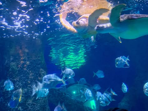 Sea Turtle Aesthetic, Aesthetic Sea Turtle, Under Water Aesthetic, Under The Sea Aesthetic, Deep Sea Aesthetic, Seacore Aesthetic, Oceancore Aesthetic, Aesthetic Underwater, Turtle Aesthetic