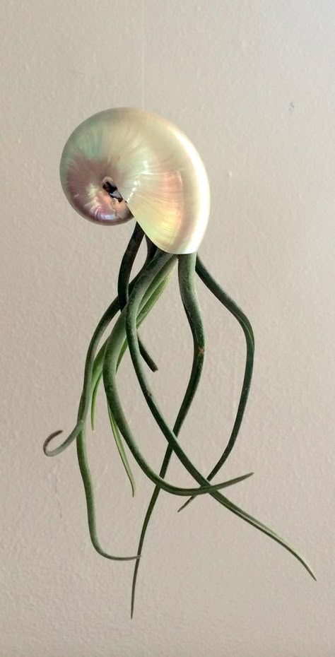 Air Plant Bulbosa/Medusa Hanging Pearl Nautilus Planter Come Assembled: Air Plants Decor, Trendy Plants, Air Plant Display, Tillandsia Air Plant, Air Plant Terrarium, Deco Nature, Unusual Plants, Ornamental Plants, Cactus Y Suculentas