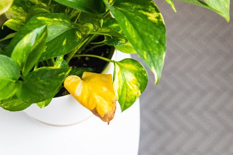 Need help reviving the health of your Pothos plant? This article will focus on 5 specific issues that could be causing pothos leaves to turn yellow. Pothos Leaves Turning Yellow, Neon Pothos, Golden Pothos, Clear Vase, Dark Green Background, Pothos Plant, Indoor Plant Care, Natural Aging, Big Leaves