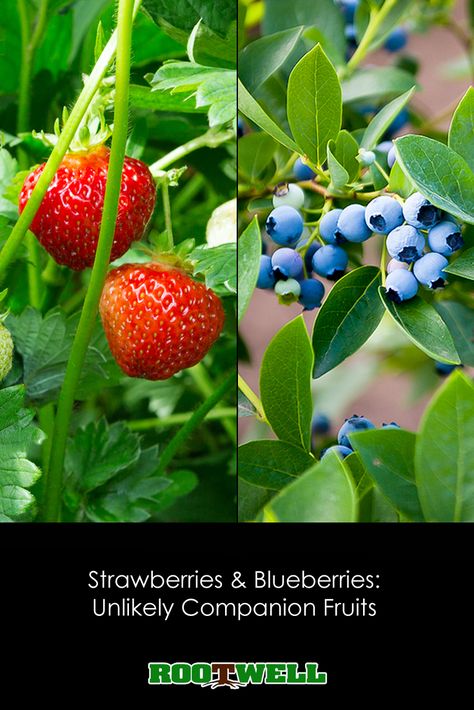 Strawberries & Blueberries: Unlikely Companion Fruits via @https://www.pinterest.com/rootwell/ Blueberry Companion Plants, Miniature Fruit Trees, Cherry Fruit Tree, Growing Strawberries In Containers, Blueberry Gardening, Strawberries And Blueberries, Growing Blueberries, Berry Garden, Blueberry Plant