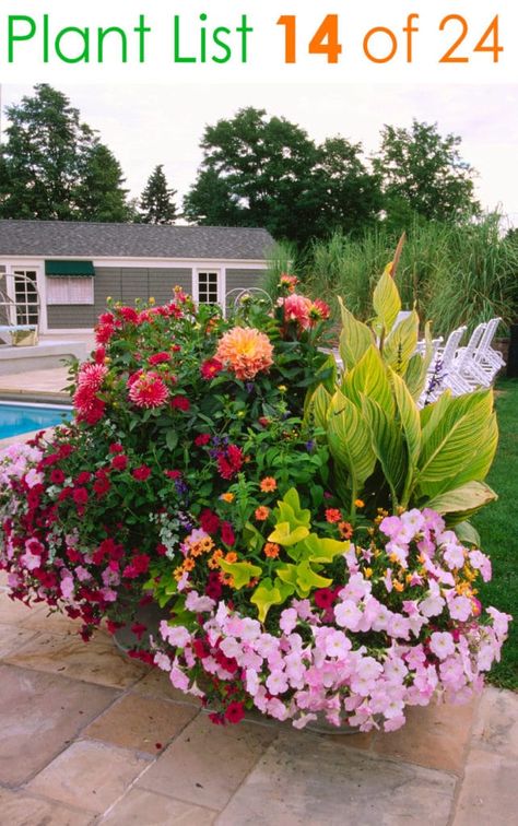 24 designer plant lists for beautiful container gardens & colorful mixed flower pots combinations: great patio planting ideas & backyard landscape designs! – A Piece of Rainbow #backyard #gardens #gardening #gardeningtips #urbangardening #gardendesign #gardenideas #containergardening #diy #summer #spring #porch #patiodesigns #patio #curbappeal Mixed Flower Pots, Patio Flower Pots, Potted Plants Patio, Patio Container Gardening, Patio Flowers, Gardens Ideas, Container Garden Design, Potted Plants Outdoor, Flower Pot Garden