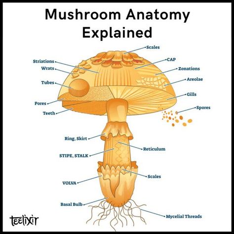 Mushroom Anatomy, Parts Of A Mushroom, Longevity Recipes, Health Benefits Of Mushrooms, Basic Anatomy, Mushroom Spores, How The Universe Works, Types Of Fungi, Maitake Mushroom