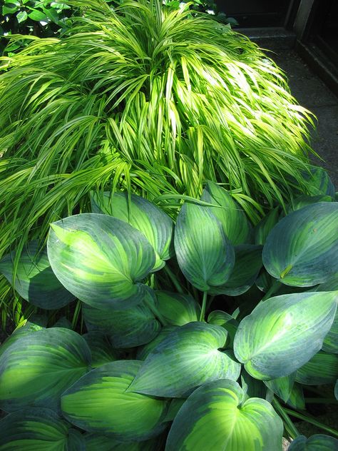 Hakonechloa macra 'Aureola' & Hosta | by Behnke Nurseries, Inc Hakonechloa Macra, Paddle Tennis, Japanese Forest, Lush Landscape, Hosta Gardens, Shade Garden Plants, Garden Shade, Hosta Plants, Shade Gardens