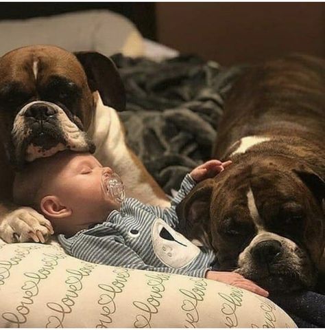 Boxer Dogs Brindle, Boxer Dogs Facts, Cute Boxer Puppies, Boxer Breed, Boxers Dogs, Boxer Dogs Funny, Brindle Boxer, Boxer And Baby, Funny Boxer