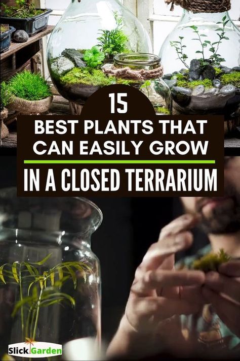 Easy Terrarium Diy, Christmas Terrariums, Easy Terrarium, House With Plants, Terrarium Closed, Bioactive Vivarium, Closed Terrarium Plants, Succulent Terrariums, Build A Terrarium