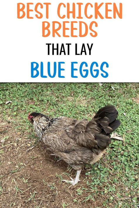 a Easter Egger chicken pecking the ground Blue Egg Laying Chickens, Blue Chicken Eggs, Best Chicken Breeds, Araucana Chickens, Ameraucana Chicken, Easter Egger Chicken, Chicken Raising, Best Egg Laying Chickens, Laying Chickens