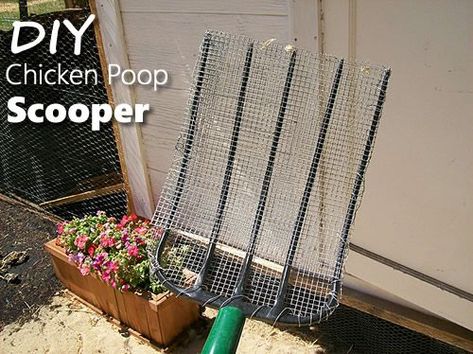 DIY Chicken Poop Scooper - makes cleaning your coop so much easier... #chickens #homestead #homesteading #DIYChickenCoops Chickens Homestead, Poop Scooper, Cheap Chicken Coops, Chicken Poop, Chicken Coup, Pooper Scooper, Diy Chicken, Coop Plans, Keeping Chickens