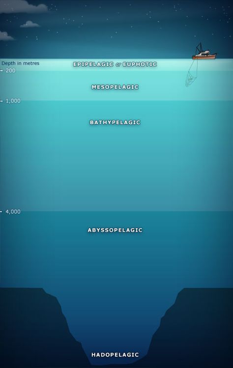 Depth Of The Ocean, Marianna Trench Ocean, Levels Of The Ocean, The Depth Of The Ocean, Zones Of The Ocean, Layers Of Ocean, Ocean Levels, Ocean Layers, Layers Of The Ocean