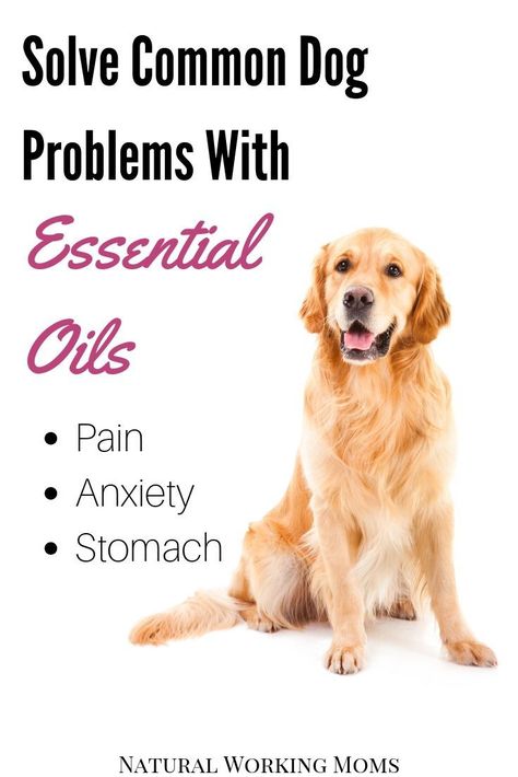 Natural Dog Remedies, Essential Oils For Dogs, Corgi Stuff, Ways To Use Essential Oils, Pet Remedies, Essential Oils Dogs, Pain Medicine, Tick Spray, Dog Remedies