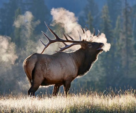 Nice color palette (shelter 2-esque, warm orangey browns, with muted blues) elk standing majestically, maybe wolves. Background is lighter value than foreground. Elk In Snow, Animal Reference Photos, Northern Attitude, Elk Pictures, Elk Photography, Forest Wildlife, North American Animals, Wild Animals Photography, Deer Pictures