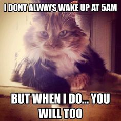 . Cat Humor, Cats Rule, Cat Mama, Cat Meme, Cute Cats Photos, I Don't Always, Cute Cat Gif, Cat Quotes, Funny Cat Memes