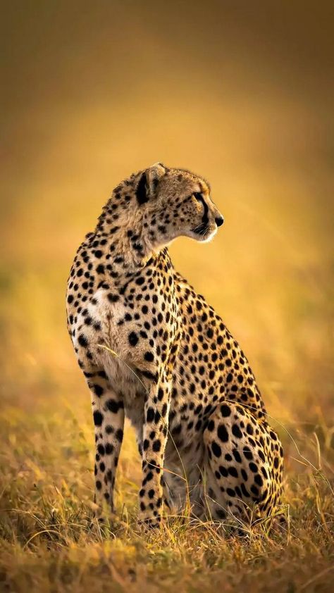 Cheetah Sitting, Cheetah Pictures, Wild Cat Species, Cheetah Wallpaper, Africa Wildlife, Cat Species, Tiger Pictures, Free Background, Airbrush Art