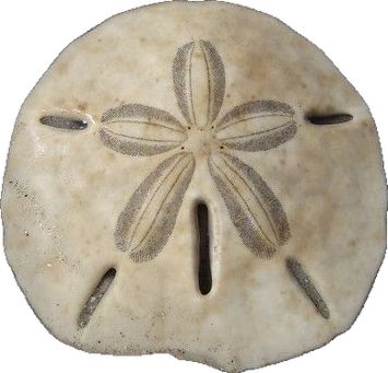 Sand Dollar Template, Sand Dollar Photography, Sand Dollar Clip Art, Sand Dollar Illustration, Bleaching Sand Dollars, Circle Collage, Sand Dollar, How To Make Notes