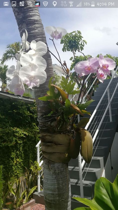 Orchid On Palm Tree, Orchids On Palm Trees, Orchid Tree, Growing Orchids, Orchids Garden, Beautiful Orchids, Potting Soil, Tropical Garden, Beautiful Blooms