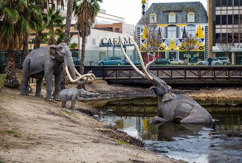 Extinct Plants, La Brea Tar Pits, Ground Sloth, California Attractions, La Brea, Human Skeleton, Big Cities, Rental Car, Santa Monica California