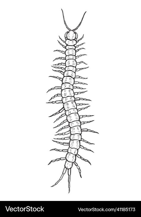 Centipedes Drawing, Centipede Stencil, Centipede Sketch, Centipede Design, Centipede Drawing, Centipede Tattoo, Simple Line Tattoo, Centipedes, Drawing Cartoon