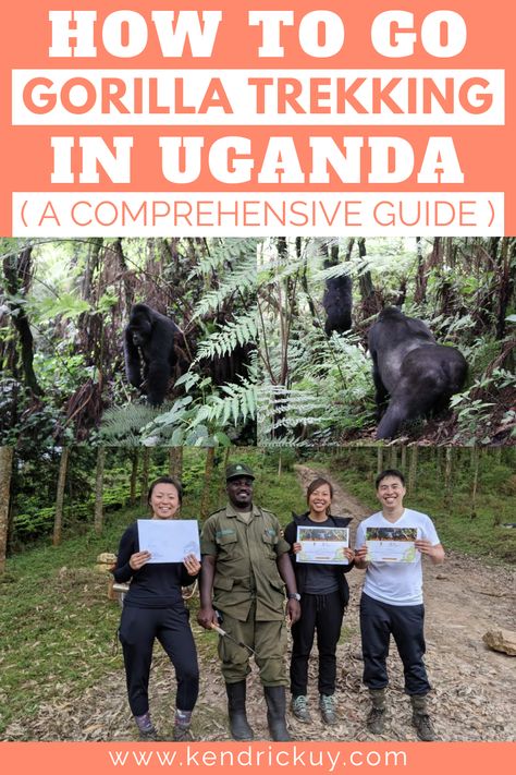 Gorilla trekking is the latest trend in travel these days. People want to go to Uganda, Rwanda, or Democratic Republic of Congo to see these amazing yet endangered mountain gorillas. But why should you go gorilla trekking in Uganda as oppose to Rwanda or Democratic Republic of Congo? #travel #googletravel #travelchannel #onetravel #timetravel #travelagent #worldtravel #placestovisit #traveling #journey #outing #tour #trek Gorilla Trekking In Rwanda, Uganda Gorilla Trekking, Congo Travel, Mountain Gorillas, Kigali Rwanda, Africa Trip, Gorilla Trekking, Democratic Republic Of Congo, Mountain Gorilla