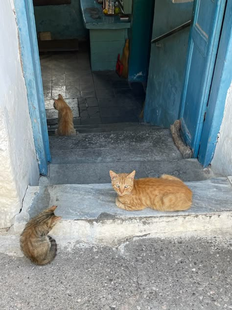 Cats In Greece, Greek Cats, Greece Instagram, Mediterranean Life, Cat Sanctuary, Greek Summer, Greece Summer, Greece Trip, Greece Vacation