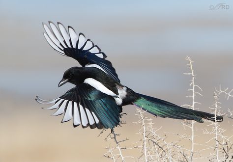 The Intelligence of Crows and Magpies Magpie Tattoo, Eurasian Magpie, Magpie Art, Bird Flying, Jackdaw, Pretty Birds, Bird Photo, Bird Photography, Gustav Klimt