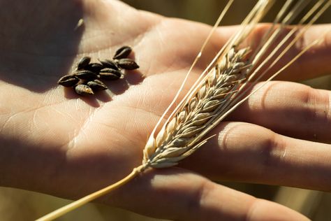 Regional Barley is Fueling a Single Malt Whiskey Renaissance - Modern Farmer || A new category of all-American single malt whiskey is emerging, presenting new opportunities for grain farmers and maltsters. https://modernfarmer.com/2022/03/regional-barley-american-single-malt-whiskey/ Single Malt Whiskey, Modern Farmer, Malted Barley, Beer Company, Phd Student, Sustainable Farming, Soil Improvement, Scotch Whisky, Single Malt