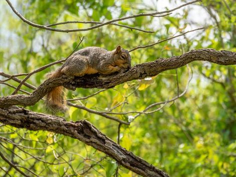 Squirrel Hunting Tips, Squirrel Jumping, Squirrel Hunting, Flying Squirrel Pet, Siberian Flying Squirrel, Hunting Tips, Squirrel Memes, Hunting Trip, Deer Hunting