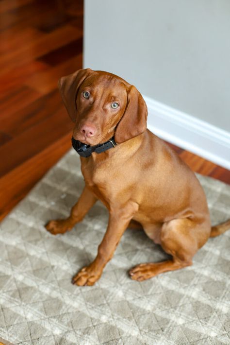 vizsla puppy at 4 months old Weekly Meal Plan Template, 4 Months Old, Vizsla Puppy, Vizsla Puppies, 4 Month Olds, Feeding Kids, Baby Led Weaning, 4 Months, Goat Milk