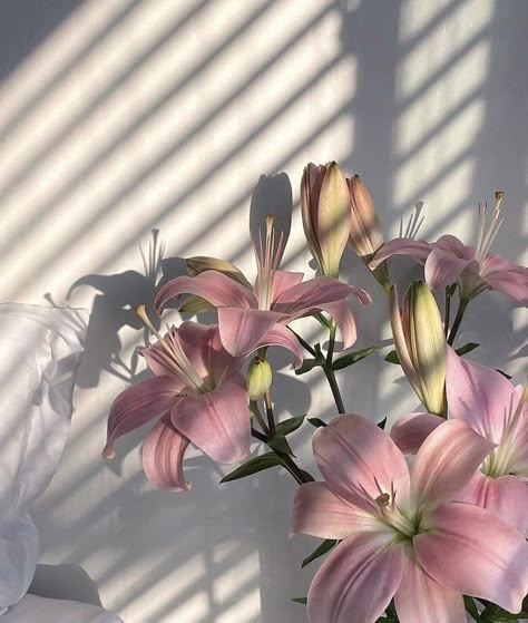 ༄ on Twitter: "… " Lily Evans, Nothing But Flowers, Flower Therapy, Pretty Plants, Flowers Nature, Love Flowers, Plants Flowers, My Flower, Pink Aesthetic