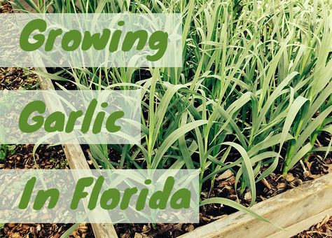 Grow Garlic in Florida | Is it Possible? South Florida Vegetable Gardening, When To Plant Garlic, How To Plant Garlic, Wooded Backyard, Garlic Garden, Plant Garlic, Grow Garlic, Harvesting Garlic, Florida Garden